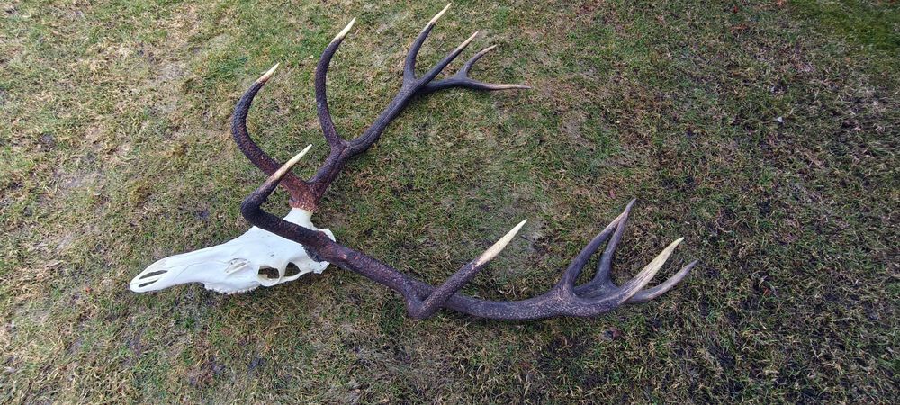 Poroże jelenia piękny wieniec - trofeum myśliwskie