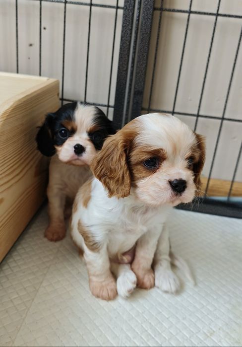 Cavalier King Charles Spaniel piesek blenheim