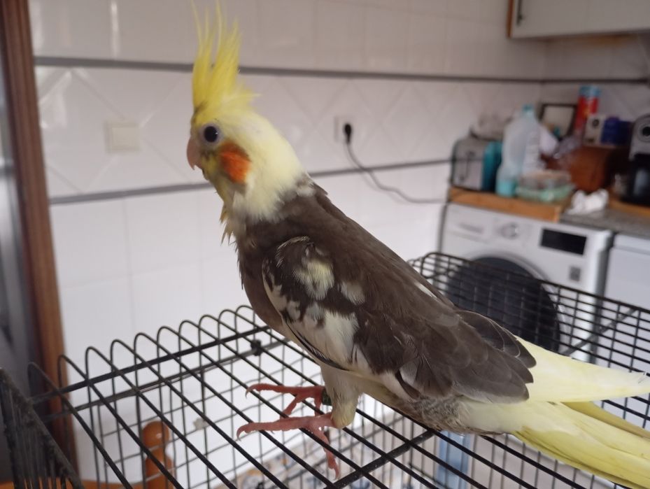 Caturras e periquitos bebés