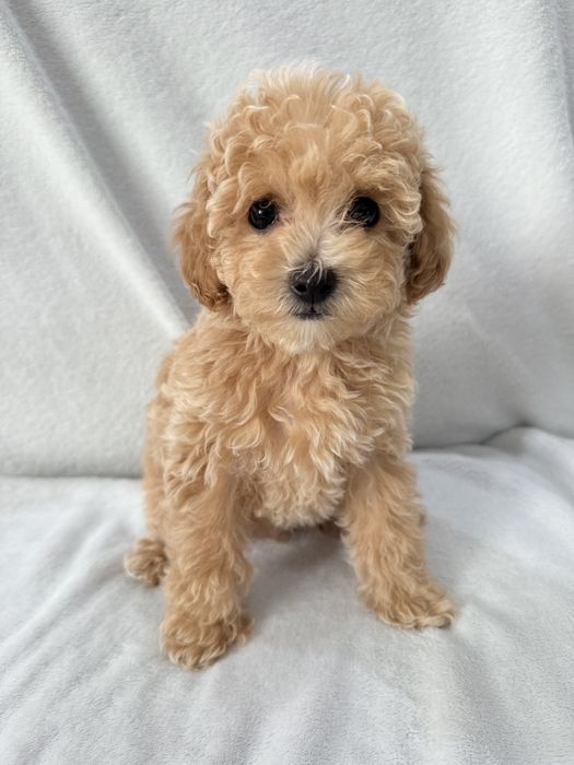 Maltipoo maleńka sunia