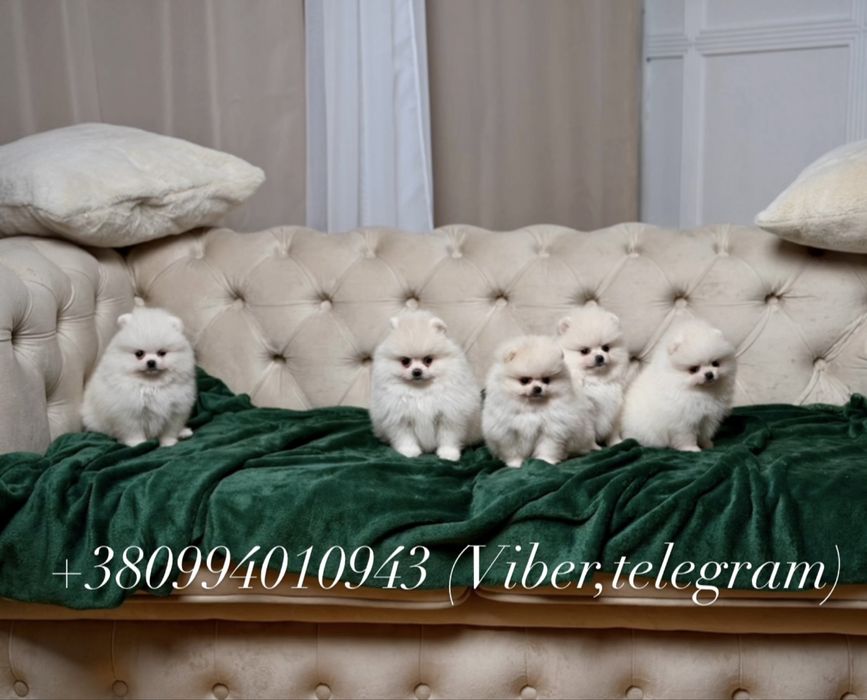 Породні чистокровні з документами VIP цуценята померанські шпіци.