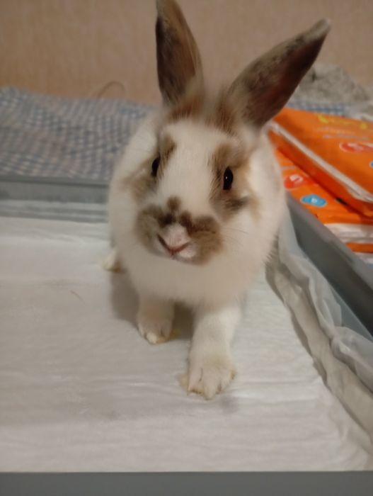 Кролик  декоративный , со всеми комплектующими.