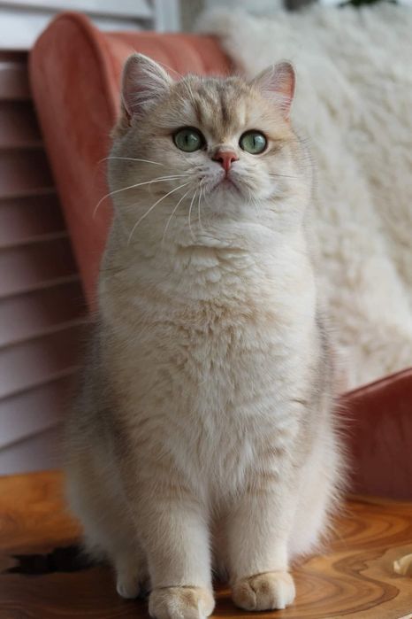 British shorthair golden-LOP