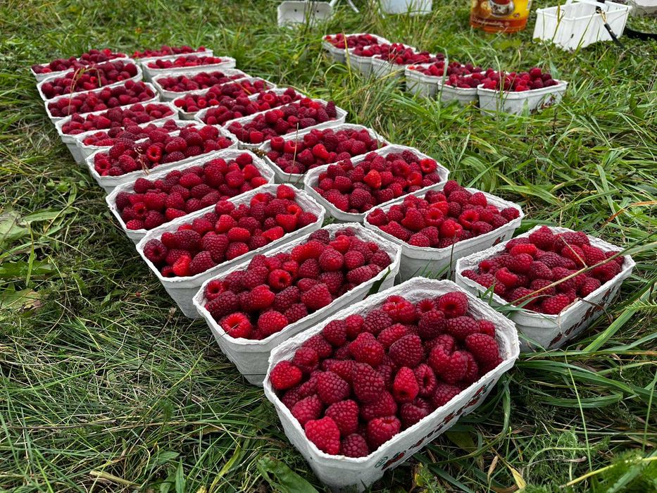 Syrop malinowy domowej roboty 330ml x14 sztuk (4,62l)