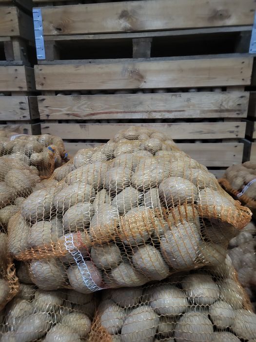 Ziemniaki soraya, Jurki, queen anna