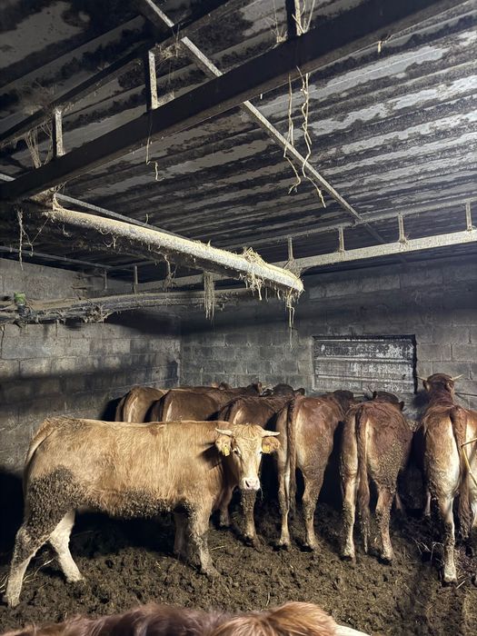 8 Novilhas prontas para abate