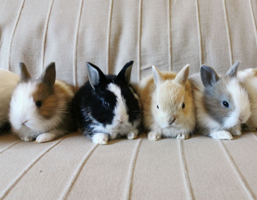 Mini Coelhos anões + gaiola nova + alimentação adequada