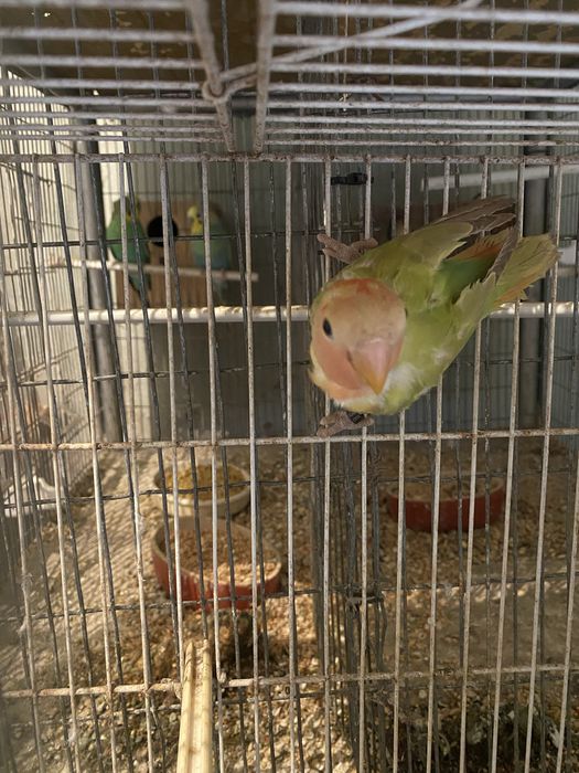 Tenho um agaporni roseicollis de 2025 para vender