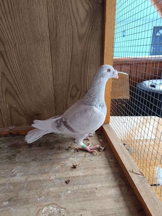 Gołębie staropolskie