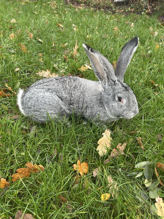 Samiec szynszolowaty belgijski