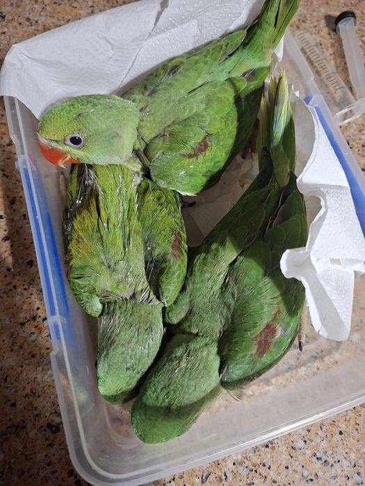 Disponível  loris molucanos