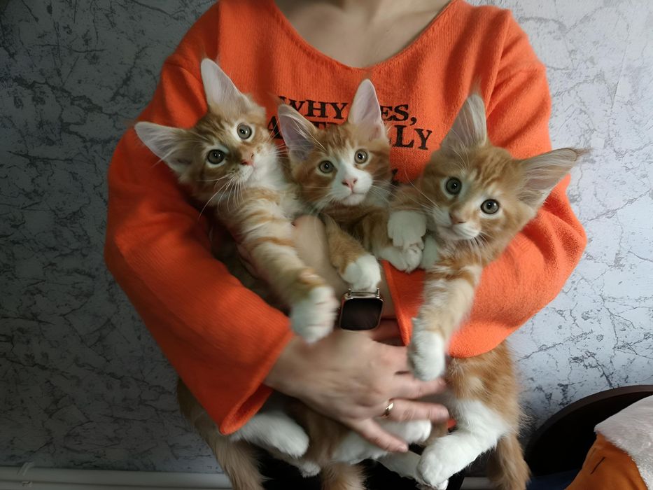 Котики Мейн-кун пухнасті подаруночки