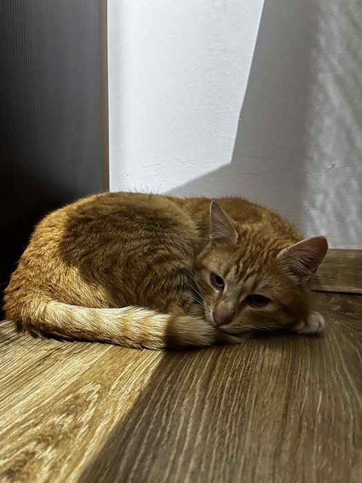 Dwa tulaśne kotki szukają domu