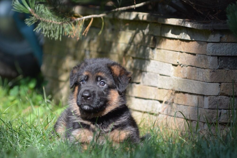 Щенки Немецкой овчарки