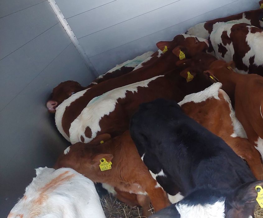 Miesne cieleta sprzedam Chodecz