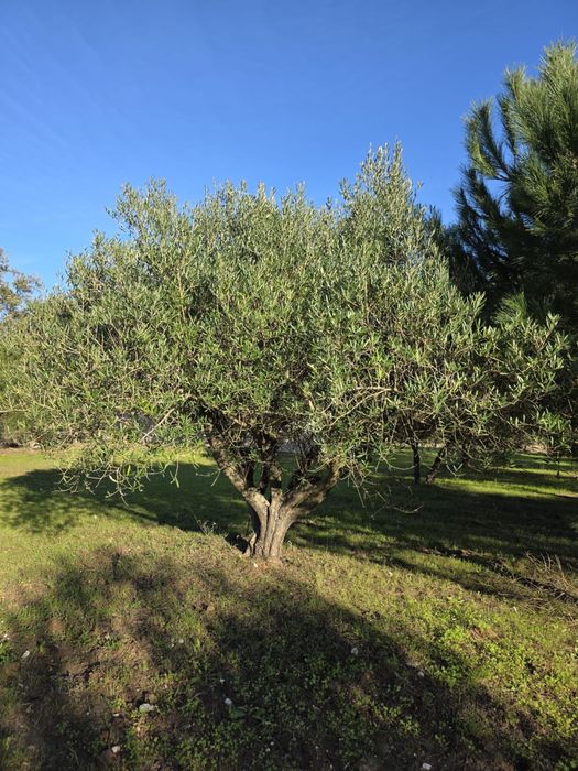 Oliveiras para venda