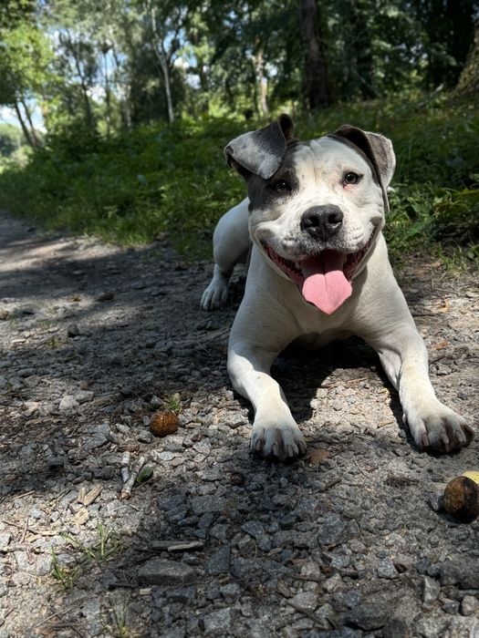 Пітбуль стаф дівчинка