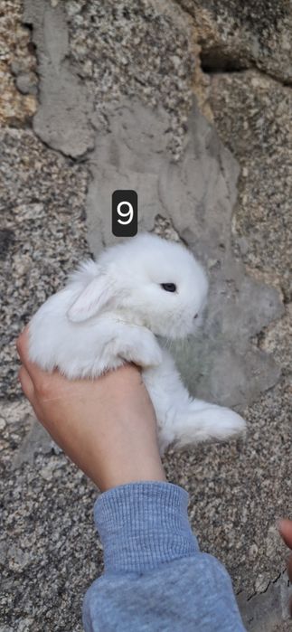 Coelho anão mini lop