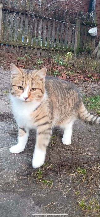 Oddam kotka w dobre ręce