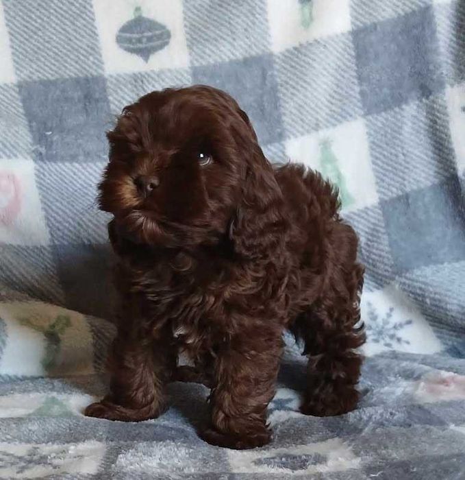 Cockapoo chocolate