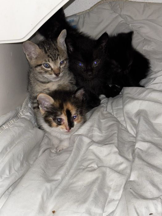 Gatinhos para dar