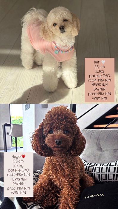 Maltipoo F1B szczeniaki po małych rodzicach