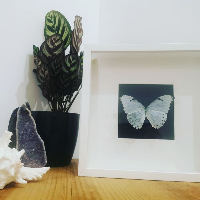 Borboleta real Catenaria White