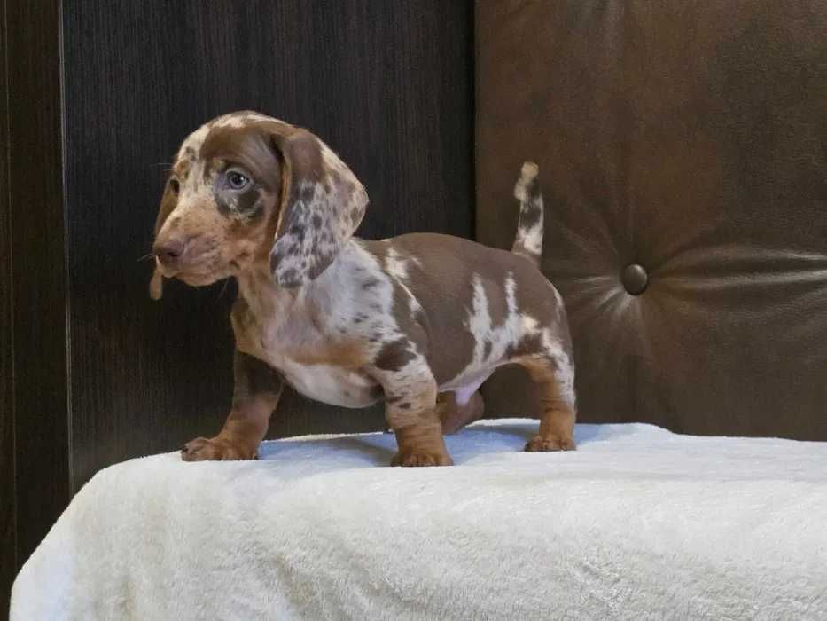 Teckel choco merle