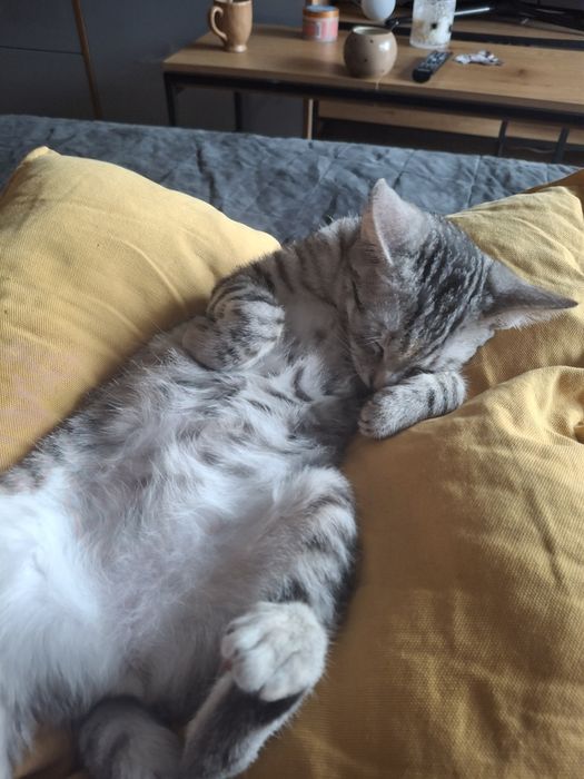 2 kochane przytulaśne kotki do adopcji