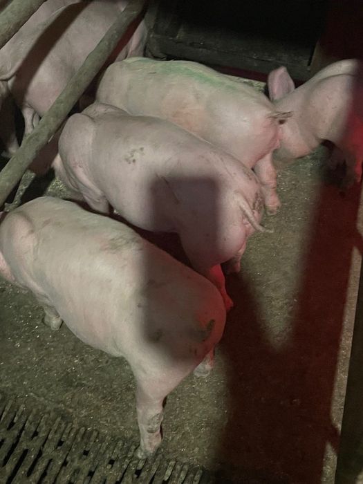 Продаються поросята