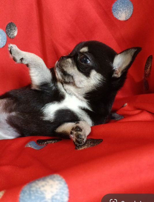 Красунчик хлопчик