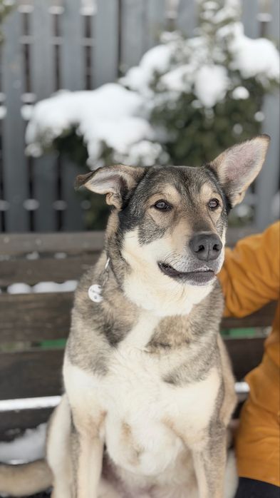 Собака безкоштовно великий як алабай