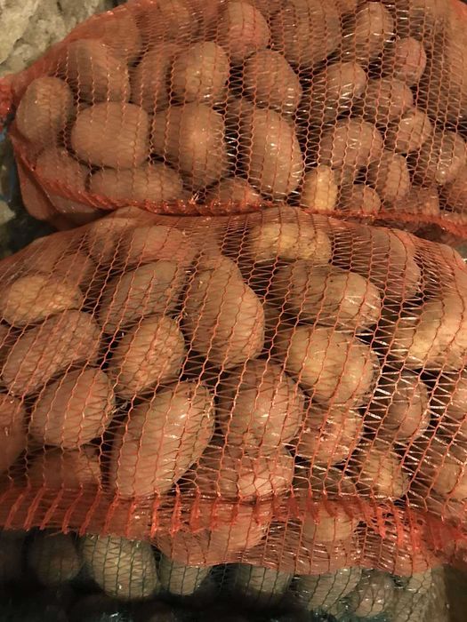 картопля бульба картопля  з доставкою 800 кг