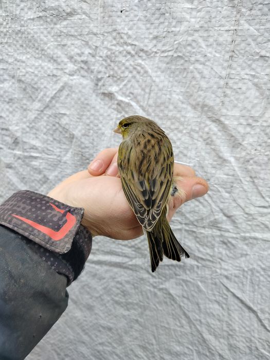 Kanarki 2025 młodzież