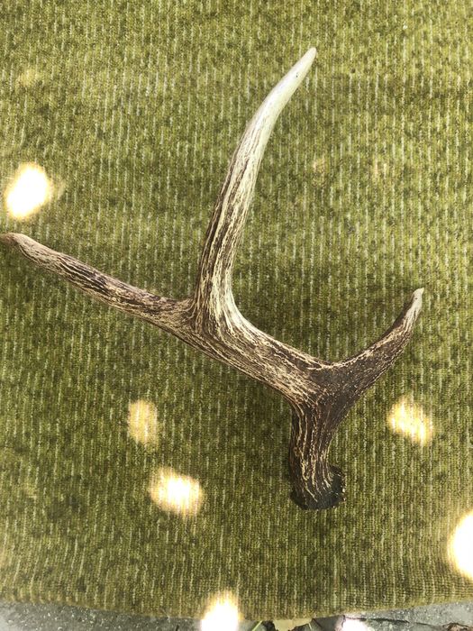 Рога оленьи