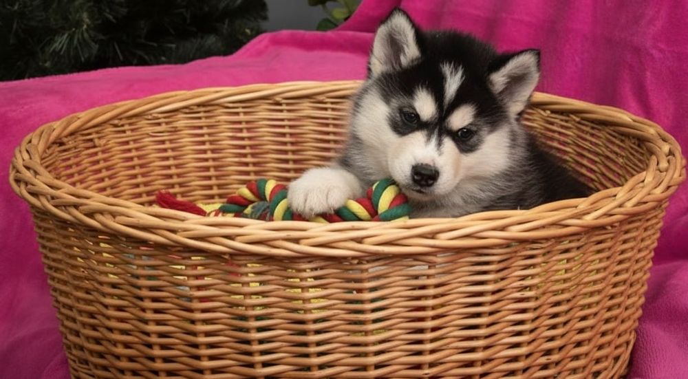 Siberian Husky- wspaniałe maluchy!