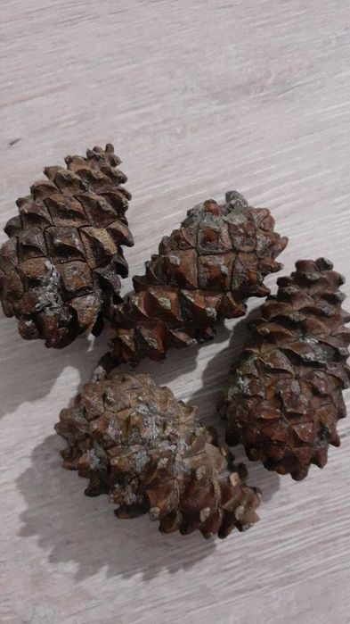 Соснові шишки, сосновие шишки, закриті соснові шишки для насіння