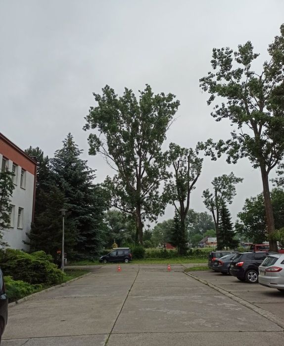 Wycinka i Przycinka Drzew Trudnych