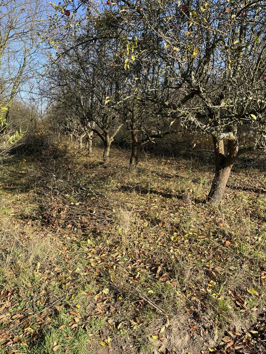 Drzewo jablko do wedzenia na opal