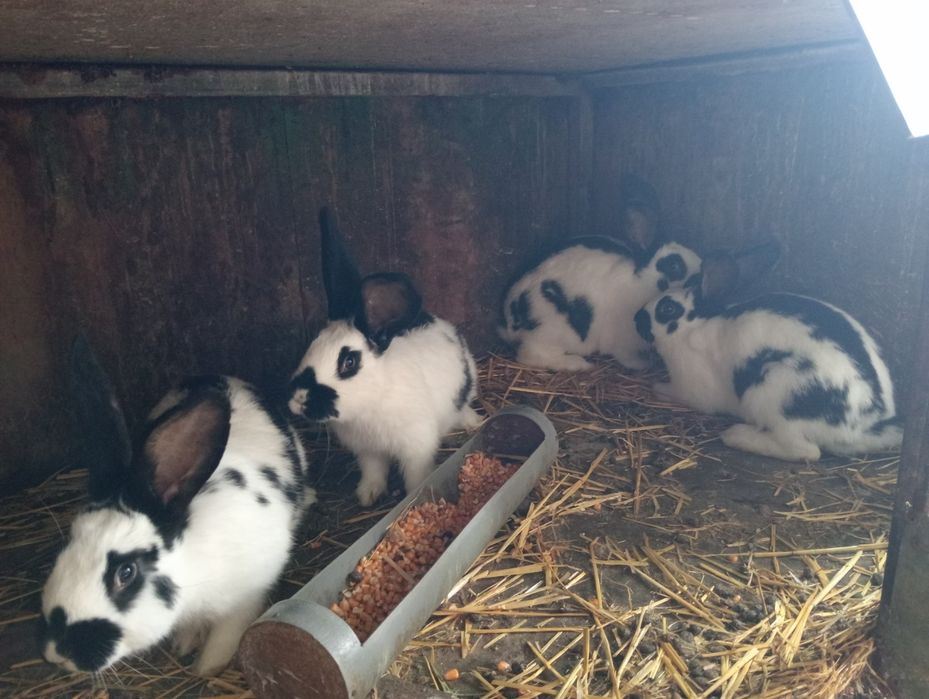 Продам кролі строкач