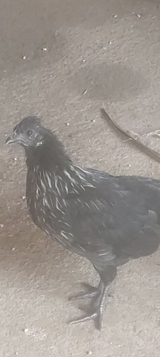 Granizas fêmeas e machos.