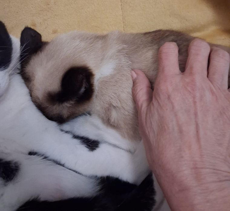 Gatinhos para adoção responsável