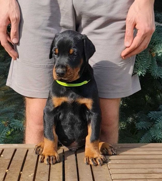 Купити чистокровного цеценя добермана, Щеня доберманів, Чорний колір