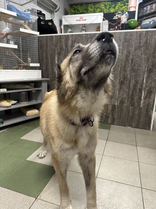 Алабай Лапочка ищет семью