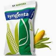 Nasiona materiał siewny kukurydzy - Mas Saatbau Pioneer Smolice RGT SY