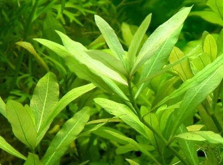Hygrophila polysperma roslina do akwarium