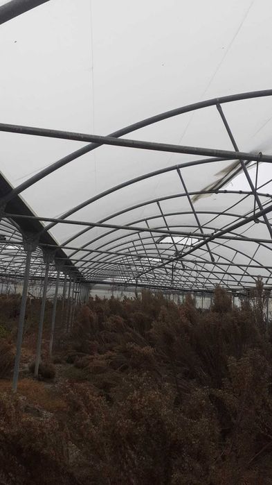 Estufas Agrícola com 4000 m2