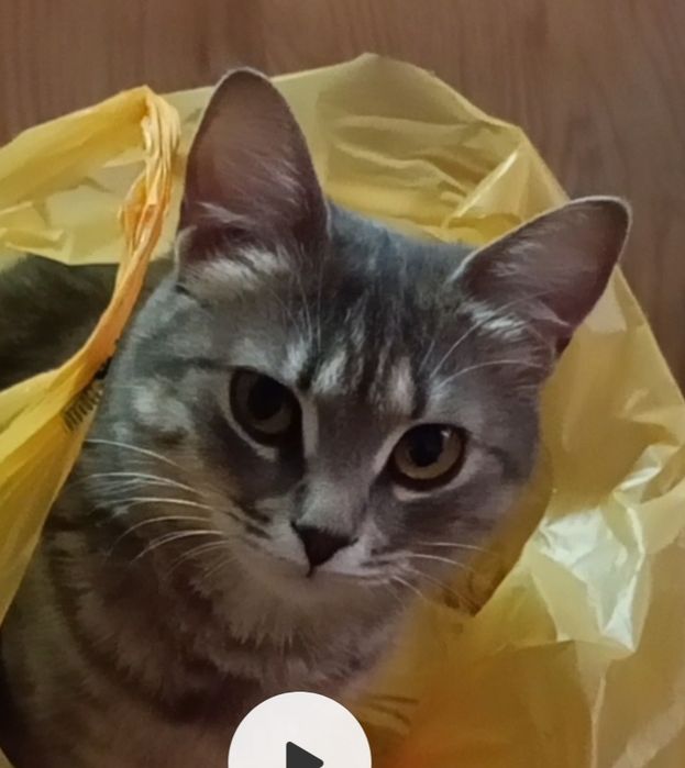 Кошенята напівбританці Готові переїхати в люблячу родину 
Як підростуть будуть готові переїхати в люблячу родину