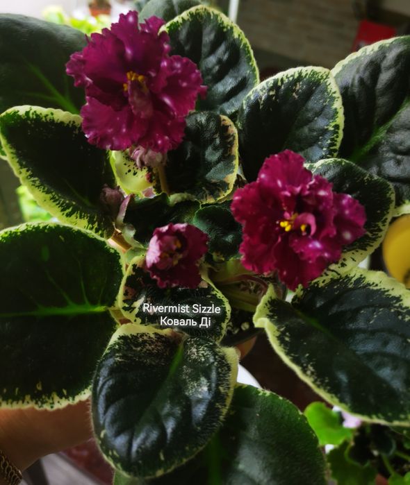 Фіалки сортові розпродаж