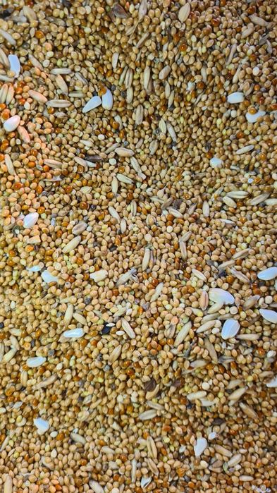 Mieszanka dla papug mały i falistych bez słonecznika, sorga i pszenicy